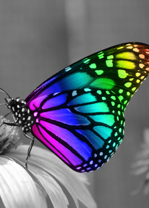 Titelbild Schmetterling